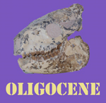 Oligocene