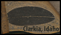 Clarkia Lalke Beds