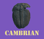 Cambrian