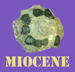 Miocene