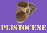 Plistocene